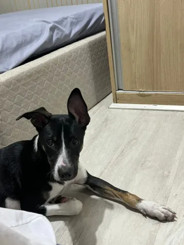 Filhote de cachorro para adoção