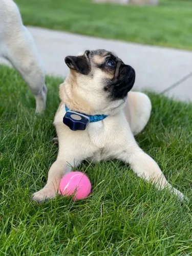 Filhotes de Pug |  Companheiro cheio de carinho.