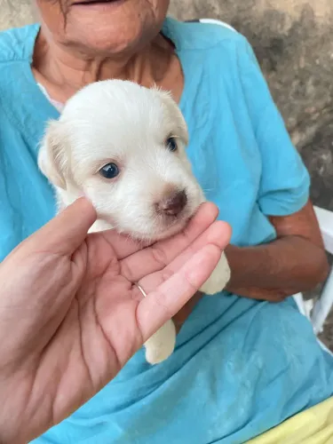 Border collie