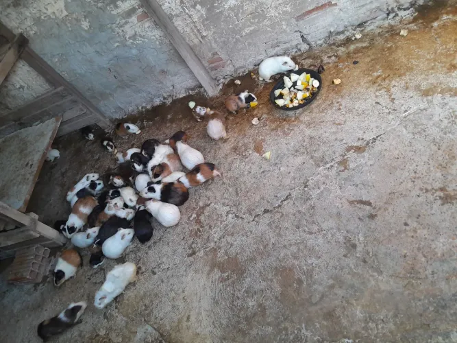 Porquinho da Índia 