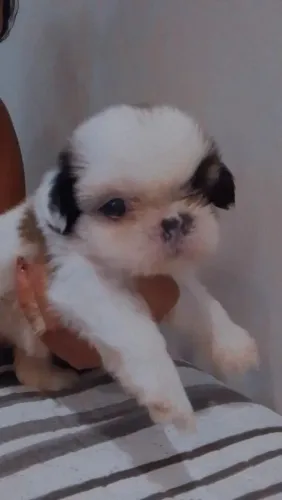 Vendo 1 filhote Shituzu macho