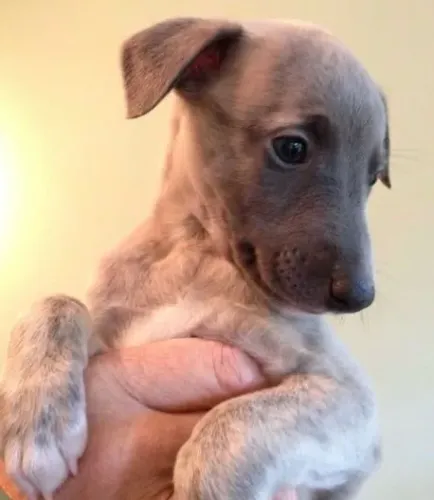 Whippet