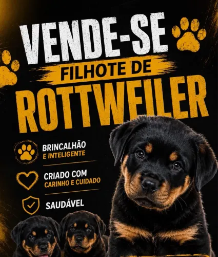 Cachorro