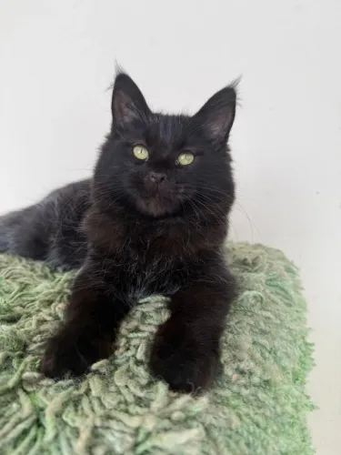 Gato Maine coon