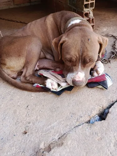 Doação de Pitbull fêmea adulta