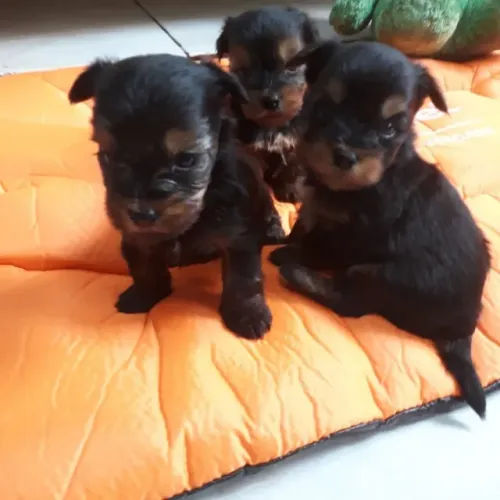yorkshire  terrier  filhotes