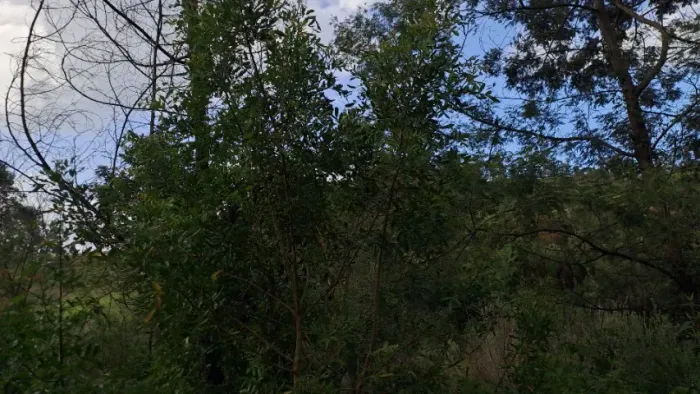 Terreno em Armazém sc com eucalipto