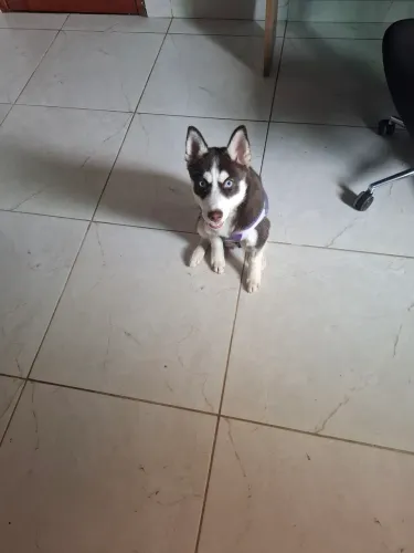 Husky siberiano fêmea