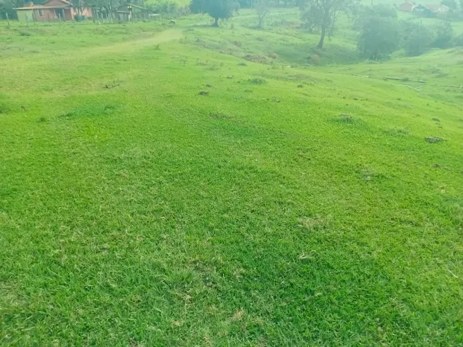 Vende se grama batatais 