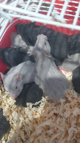 Hamster Sírio