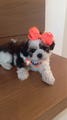 Shihtzu Fêmea muito Linda! Pronta Entrega
