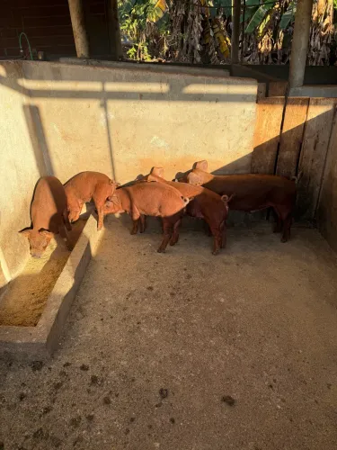 Futuros reprodutores e matrizes Duroc