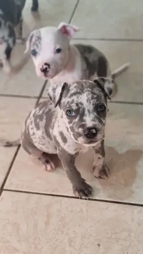 Pit Bull Merle Fêmea Rara