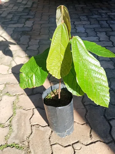 MUDAS DE CUPUAÇU MODIFICADAS