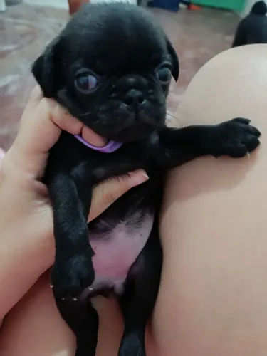 FILHOTES (FÊMEAS) DE PUG À PRONTA ENTREGA
