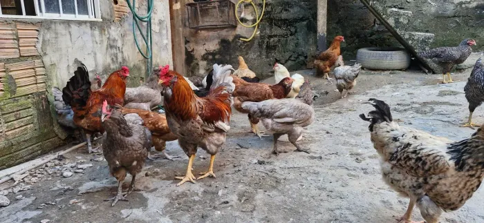 Vendo galinha e ovos 