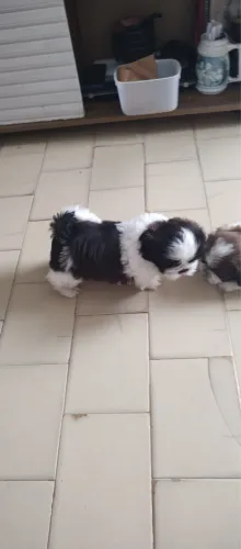 Shih tzu Macho - Filhote Disponível