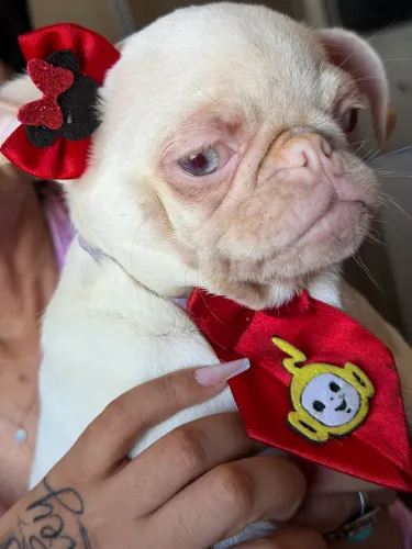 Filhote fêmea pug albino