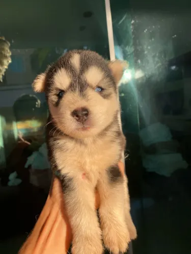 Filhos de husky siberiano
