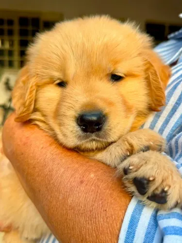 Golden retriever peludo