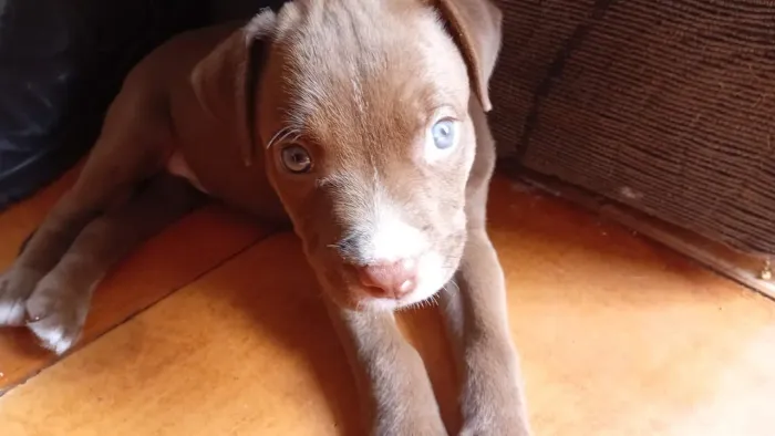 Filhote de American terrier