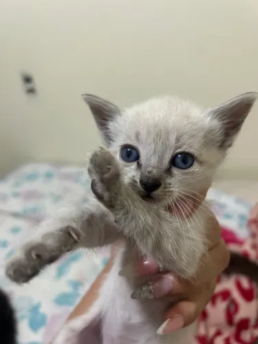 Gato para doação
