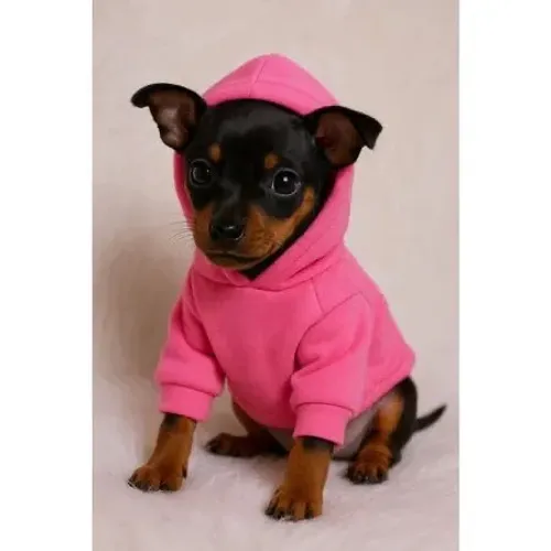 Filhotes De Pinscher - Seu Novo Cãopanheiro Está Pronto Para Te Encontrar 