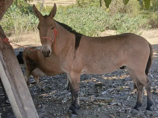 Burro