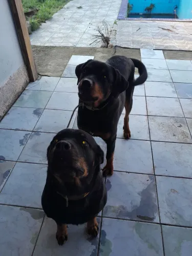 Casal rottweiler