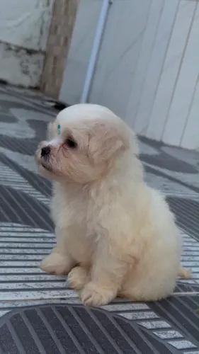 Maltês
