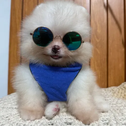 Spitz Anão(Lulu da Pomerânia)