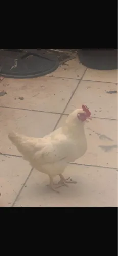 GALINHA GARNIZÉ BRANCA