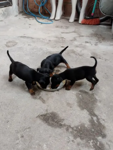 Vendo Cachorro macho da raça Pincher