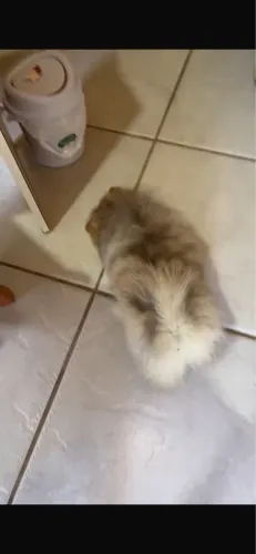 Lulu da pomerania anão, femea, merlim