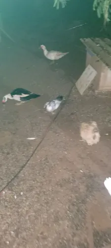 Vendo vários patos 