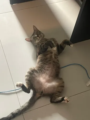 Gatinho castrado (1 ano) para adoção em lar sem outros gatos