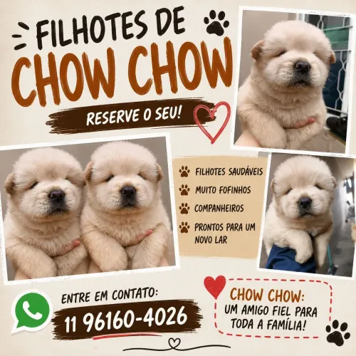 Filhotes raças Chow Chow