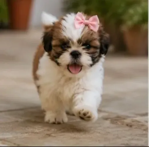 FILHOTE SHIH TZU FÊMEA MINI | POUCAS DISPONÍVEIS | A PARTIR DE R$ 1.500