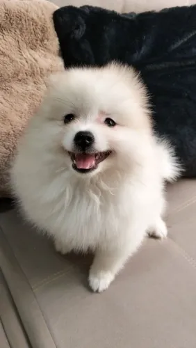 ultimo macho de lulu