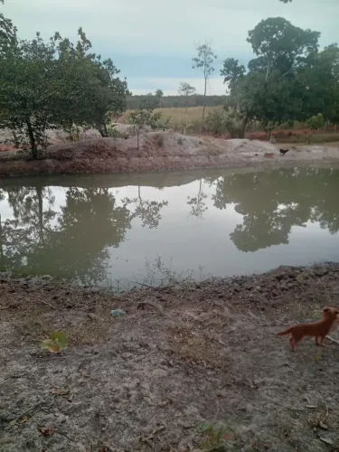 Chácara de 8 alqueires no município de Amaralina GO 8km retirada da BR 080