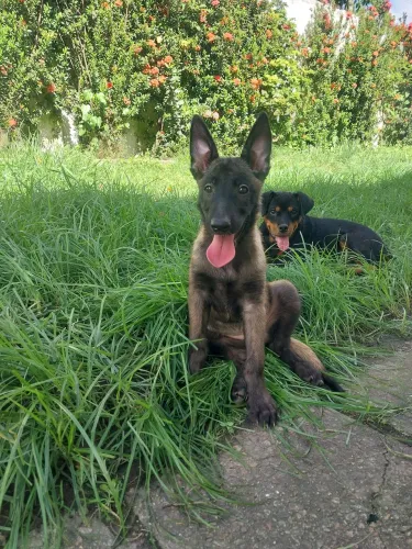 Pastor belga malinoá disponível 