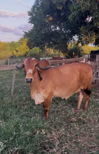Vaca Gir Prenhe