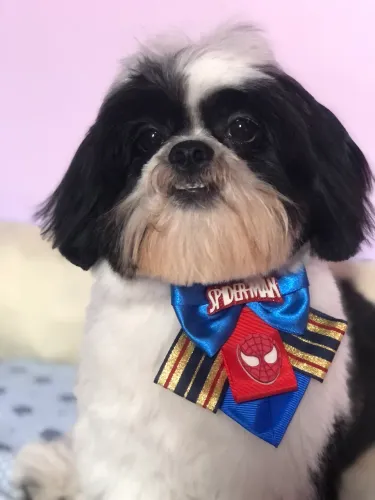 Shihtzu macho