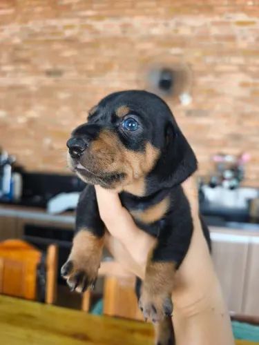 Bassê Dachshund Alerquim 