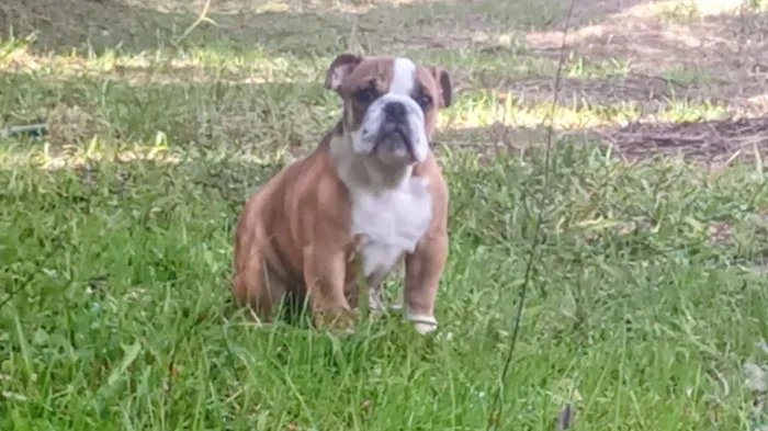 Filhote de Bulldog Ingles