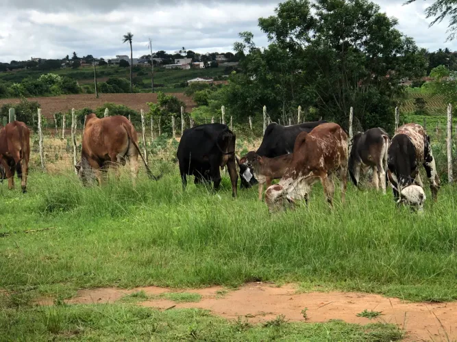 Tourinhos GIR P.O.