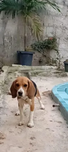 Beagle fêmea, pedregree cbkc 8 meses