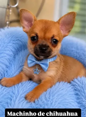 Chihuahua Mini Lindos Filhotes