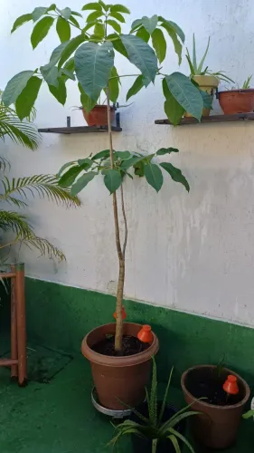 Ipê Rosa