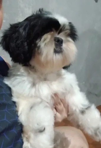 Shih tzu fêmea,
